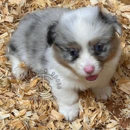 Bentley - Brindle merle and white male American Corgi puppy in Hico, Texas from Chisholm Trail Kennels