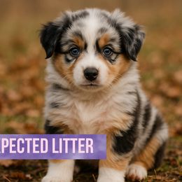 Litter Spot 3 - Tri-color male Border Collie puppy in Saint Cloud, Florida from Golden Wave Doodles