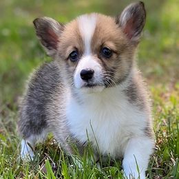 American Corgis and Goldendoodles from Circle N Farms
