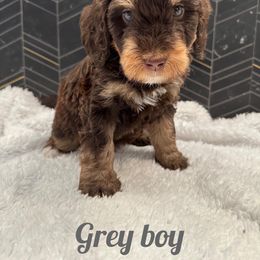 Boy 2 - Bernedoodle puppy in Modesto, California from Two Doods Doodles