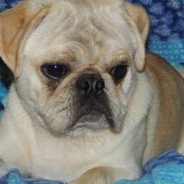 Pug All Grown Up from Loda's Pugs