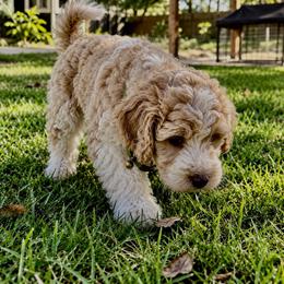 Florescent Green Collar - Cream male Aussiedoodle puppy in Albertville, Alabama from Home Sweet Home Doodles LLC