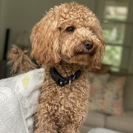 George - Goldendoodle