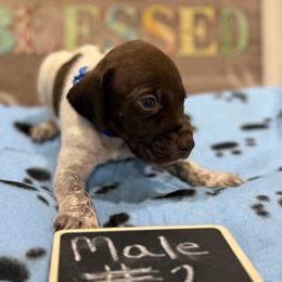 Male 2 - Liver roan male German Shorthaired Pointer puppy in Kathleen, Florida from Alex Yates GSP's