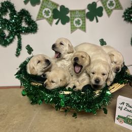 Labrador Retriever Puppies from Mason Dixon Labradors