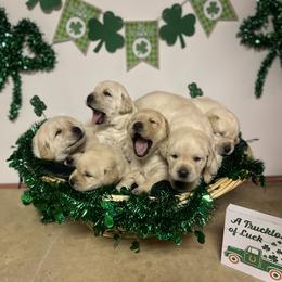 Labrador Retriever Puppies from Mason Dixon Labradors