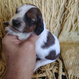 Girl 2 - Piebald female Dachshund puppy in Clayton, Indiana from Love Struck Miniature Dachshunds