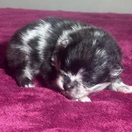 Duke - Blue merle male Pomeranian puppy in Kansas City, Missouri from S&K Pomeranians