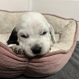 Coal - Black tan and bluetick male Beagle puppy in Jasper, Texas from Beech Grove Beagles