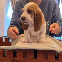 Daisy - Red and white female Basset Hound puppy in Greenleaf, Idaho from Happy Acre Bassets