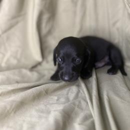 Boy 2 - Black male Dachshund puppy in Richwood, West Virginia from Wild and Wonderful Wieners