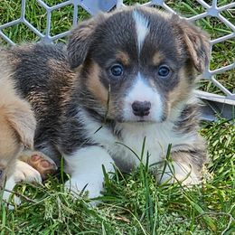 Stevie Nicks - Blue female Pembroke Welsh Corgi puppy in Rensselaer, Indiana from Sharand MAS and Pembroke Welsh Corgis