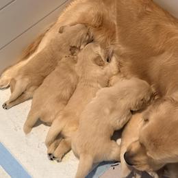 Golden Retriever puppies from Ray of Sunshine Retrievers