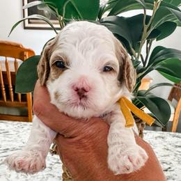 Baylee Male Yellow Collar - Blenheim male Cavapoo puppy in Pleasant Grove, Utah from Destination Doodles