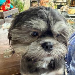 Jac - Shih Tzu