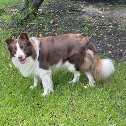 Xael - Border Collie