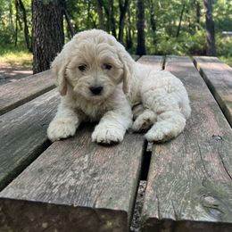 Cockapoo Puppies from East St. Poodles & Doodles
