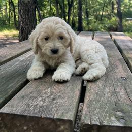 Cockapoo Puppies from East St. Poodles & Doodles