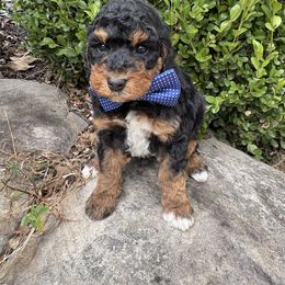 Blue - Tri-color male Bernedoodle puppy in Calico Rock, Arkansas from Cottrell’s Poodles & Doodles