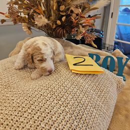 Boy 2 - Parti male Poodle puppy in Detroit, Michigan from Pretty Spoiled Spoos llc