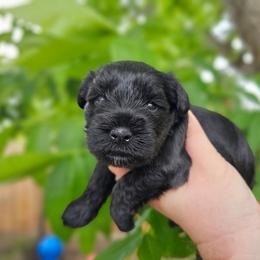 Girl 1 - Black female Miniature Schnauzer puppy in Lake Charles, Louisiana from Du Lac Miniature Schnauzers