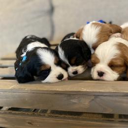 Cavalier King Charles Spaniel Puppies from SHANNON'S CAVALIERS