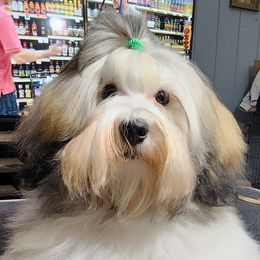 Aslan - Havanese