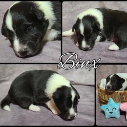 Shetland Sheepdog Puppies from Henotic Homestead's Shetland Sheepdogs