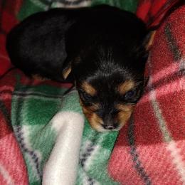 "Male available" Yorkshire Terrier Puppies from Hip Hoppin Yorkies