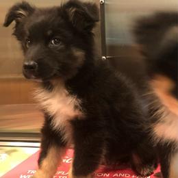 AKC Freedom - Black tri-color male Australian Shepherd puppy in Tallapoosa, Georgia from Foxhaven Farms Aussies