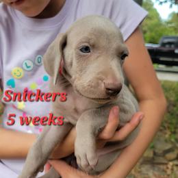 Snickers - Silver gray male Weimaraner puppy in Kingwood, Texas from Desert Rose Weimaraners