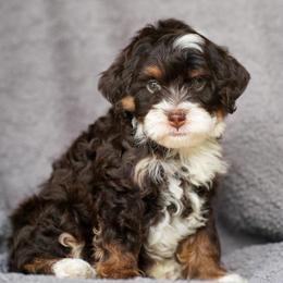 Marty - Chocolate merle male Bernedoodle puppy in Dundee, Ohio from Down Home Doodle