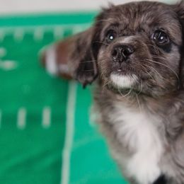 Aussiedoodle, Golden Aussiedoodle, and Goldendoodle Puppies from Miami Mini Doodles