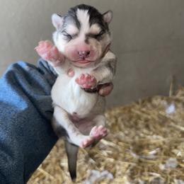 Boy 3 - Sable and white male Siberian Husky puppy in Iron River, Wisconsin from Wiemeri Siberians