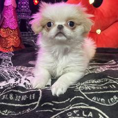 Helen - Lemon and white female Japanese Chin puppy in Salem, Oregon from Chinnychinchinofsalem