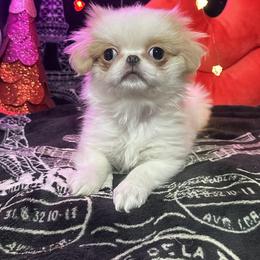 Helen - Lemon and white female Japanese Chin puppy in Salem, Oregon from Chinnychinchinofsalem