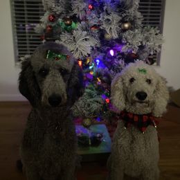Poodle All Grown Up from Patch of Pines