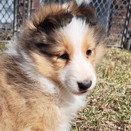Spring - Sable and white female Shetland Sheepdog puppy in Keswick, Iowa from Buehneman Shelties