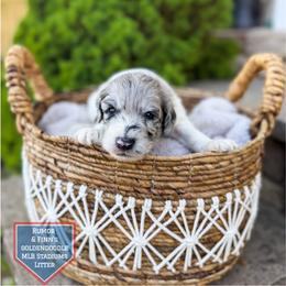 Fenway - Merle male Goldendoodle puppy in Soddy Daisy, Tennessee from The W Doods