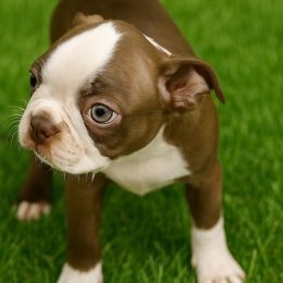 Brody - Red male Boston Terrier puppy in Powell Butte, Oregon from RVF Boston Terriers