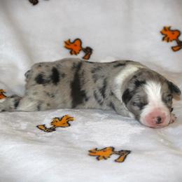 Colt - Blue merle male Australian Shepherd puppy in Mocksville, North Carolina from Trailblazing Aussies