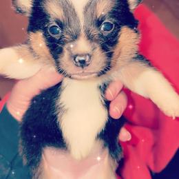 American Corgi Puppies from Highland corgis