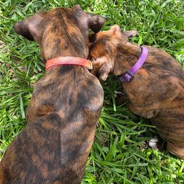 Boxer Puppies from Smith's Boxers