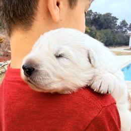 ScenicCreek Lucien - male Berger Blanc Suisse puppy in Bexar County, Texas from Scenic Creek German Shepherds and White Swiss Shepherds