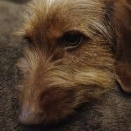 Dachshunds from Kika and Lollies Pups