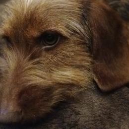 Dachshunds from Kika and Lollies Pups