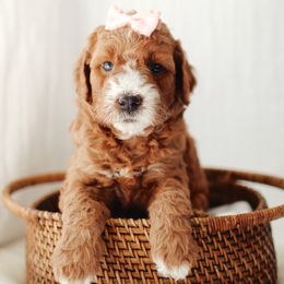 White Girl - Red  female Goldendoodle puppy in Rio Linda, California from GoldendoodlePaw