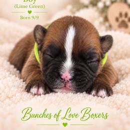Lime Green - Bear - Fawn male Boxer puppy in Wittmann, Arizona from Bunches of Love Boxers