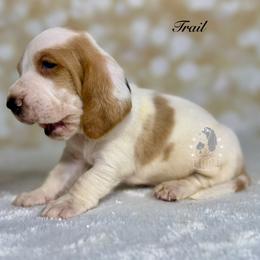 Trail - Red and white male Basset Hound puppy in Dingess, West Virginia from Tuckers' Howling Hounds