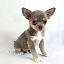 Streamer - Chocolate blue male Chihuahua puppy in Piqua, Kansas from Cute As A Cupcake Chihuahuas